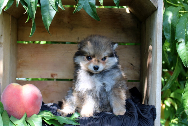 puppy, for, sale, Pomeranian, Matthew B. Stoltzfus, dog, breeder, Gap, PA, dog-breeder, puppy-for-sale, forsale, nearby, find, puppyfind, locator, puppylocator, aca